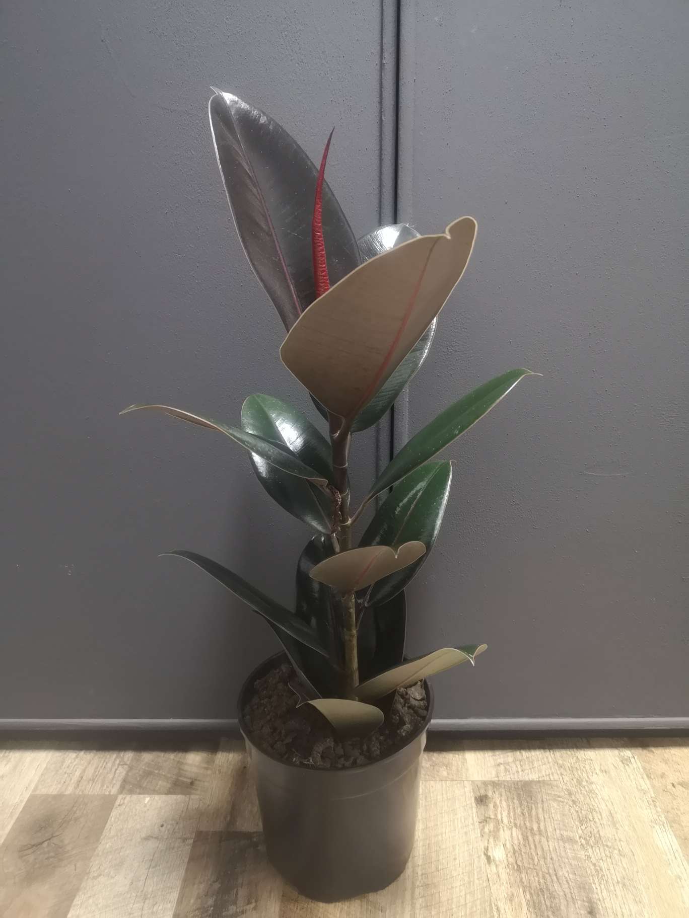 Ficus Elastica Abidjan