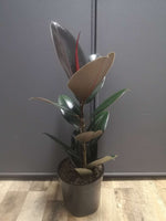 Load image into Gallery viewer, Ficus Elastica Abidjan
