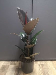 Ficus Elastica Abidjan