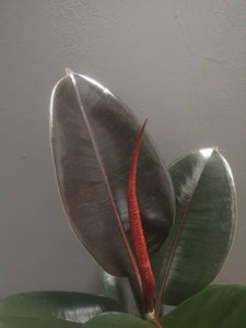 Ficus Elastica Abidjan