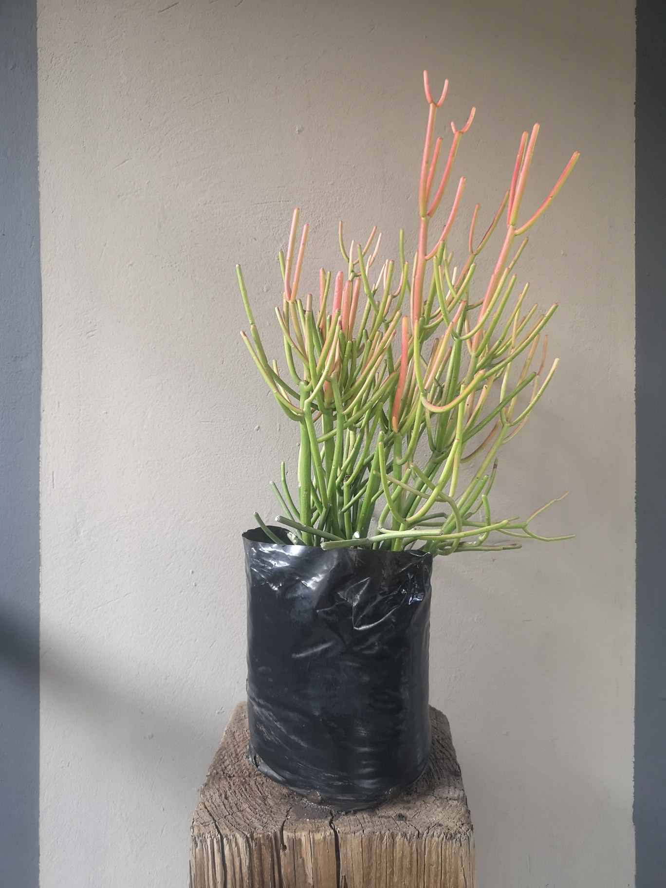 Euphorbia tirucalli Firesticks
