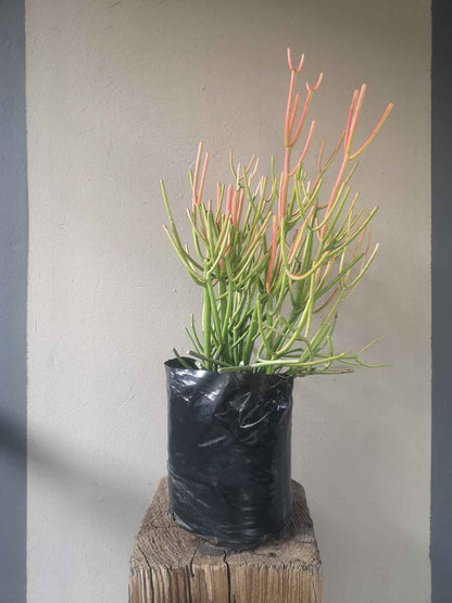 Euphorbia tirucalli Firesticks