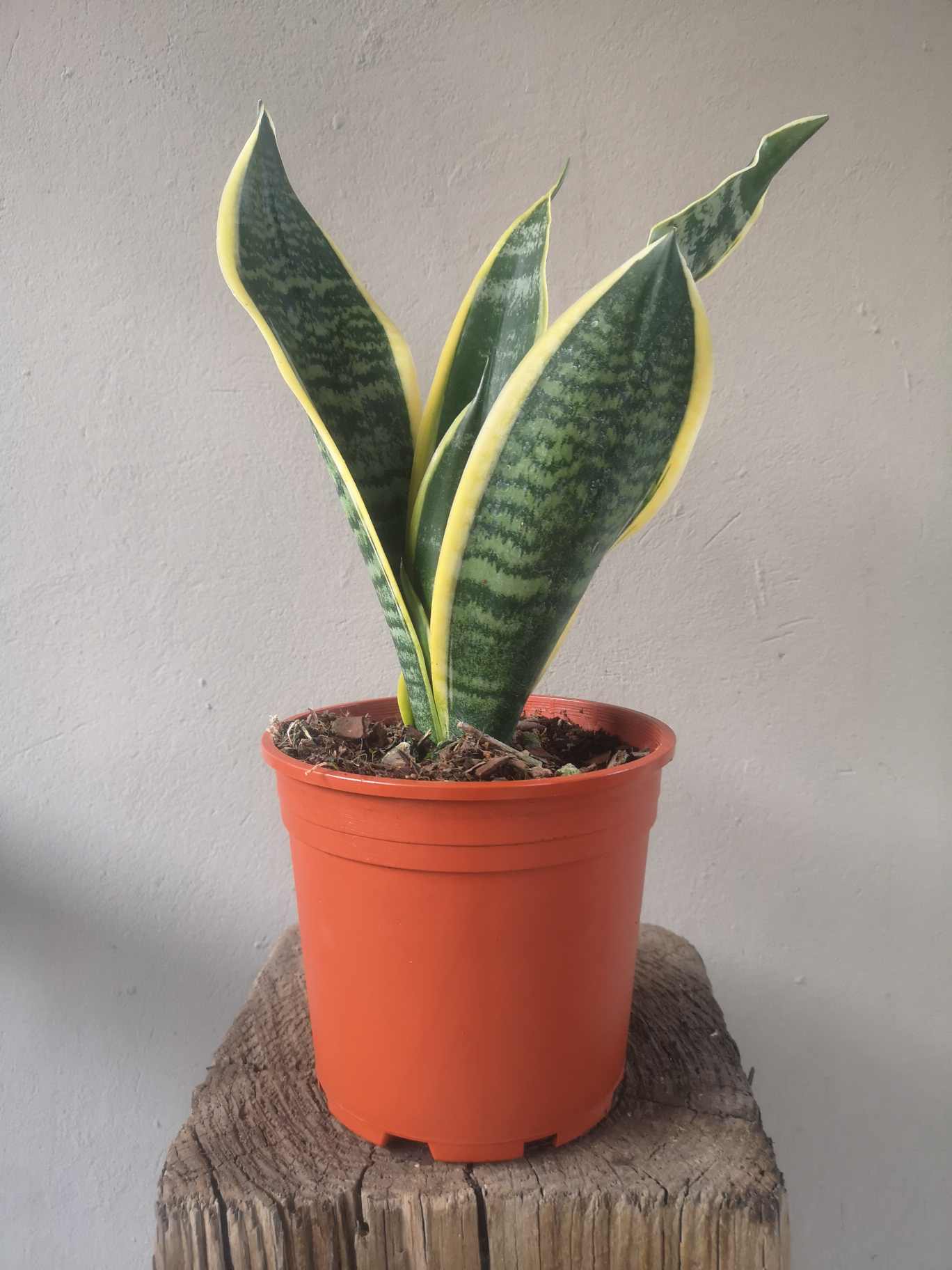 Snake Plant - Trifasciata Mother in laws tongue