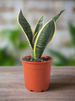Load image into Gallery viewer, Snake Plant - Trifasciata Mother in laws tongue
