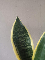 Load image into Gallery viewer, Snake Plant - Trifasciata Mother in laws tongue
