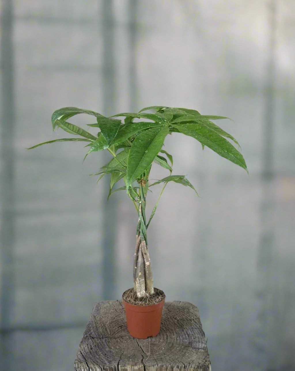 Pachira Aquatica