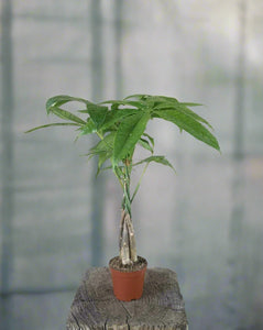 Pachira Aquatica