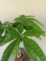 Load image into Gallery viewer, Braided Pachira Aquatica Money Tree
