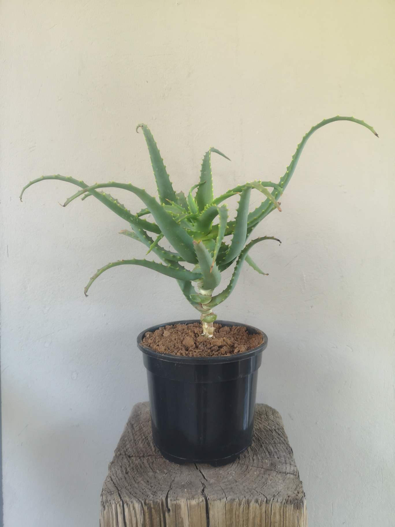 Aloe Arborescens