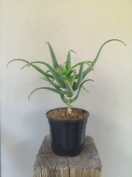 Aloe Arborescens