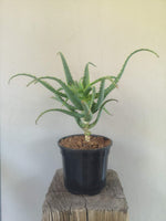 Load image into Gallery viewer, Aloe Arborescens
