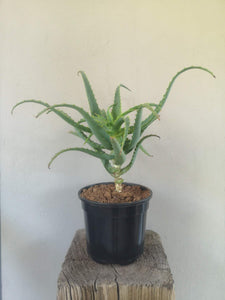 Aloe Arborescens