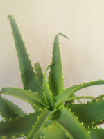 Load image into Gallery viewer, Aloe Arborescens
