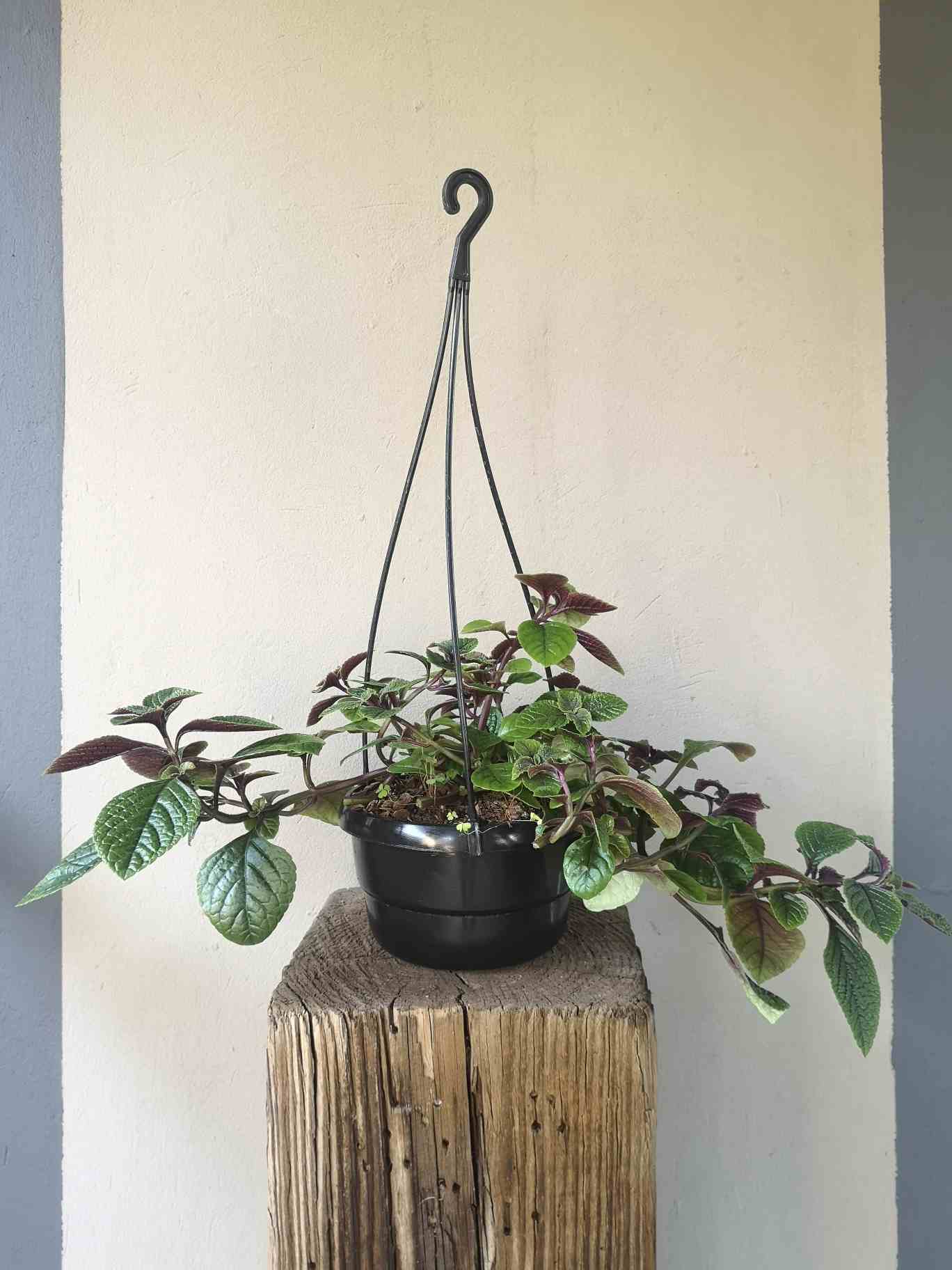 Plectranthus Baurii hanging pot