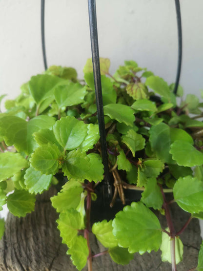 Plectranthus Verticillatus Money Plant hanging pot