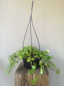 Plectranthus Verticillatus Money Plant hanging pot