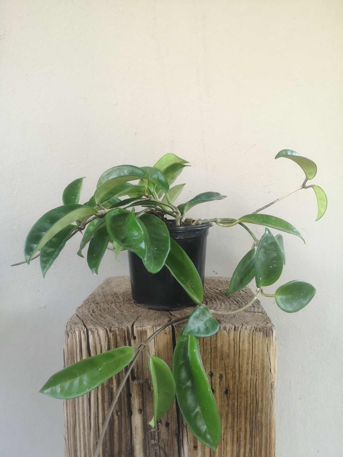 Hoya Carnosa