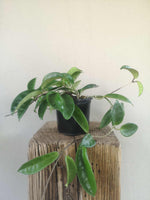 Load image into Gallery viewer, Hoya Carnosa

