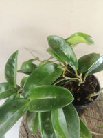 Load image into Gallery viewer, Hoya Carnosa

