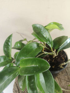 Hoya Carnosa