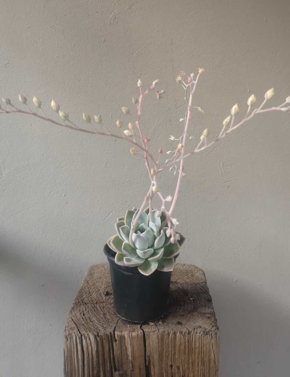 Echeveria Elegans