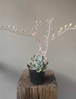 Load image into Gallery viewer, Echeveria Elegans
