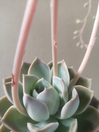 Echeveria Elegans