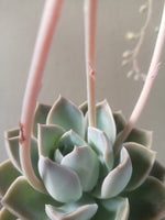 Load image into Gallery viewer, Echeveria Elegans
