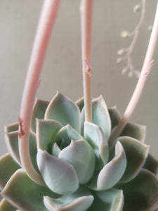 Echeveria Elegans