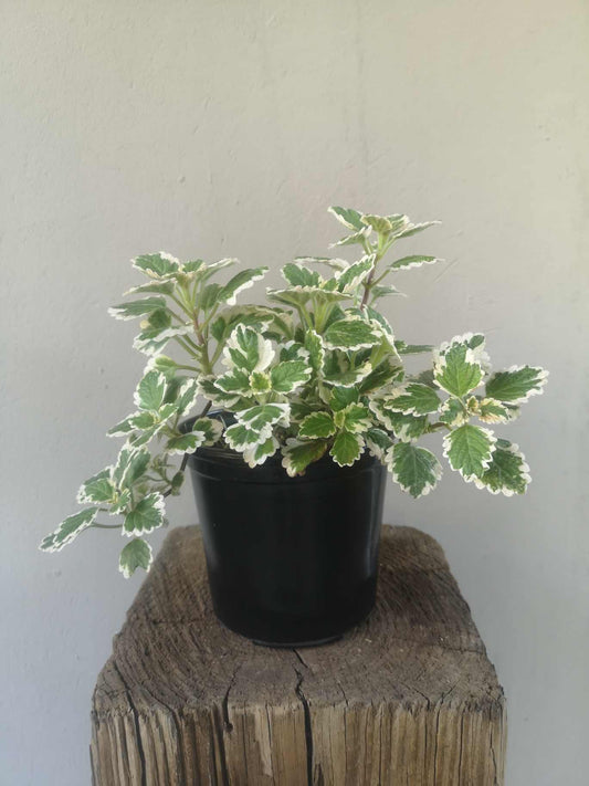 Plectranthus Glabratus