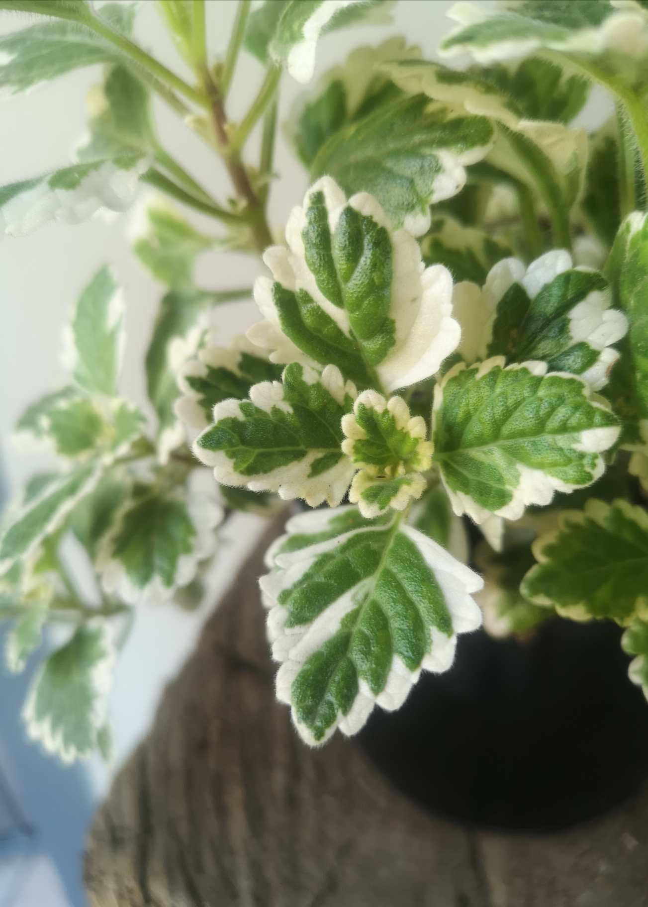 Plectranthus Glabratus