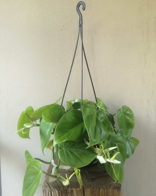 Philodendron Scandens Green hanging pot