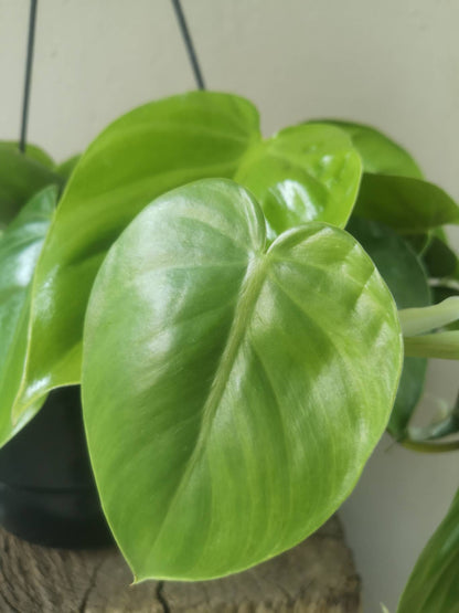 Philodendron Scandens Green hanging pot
