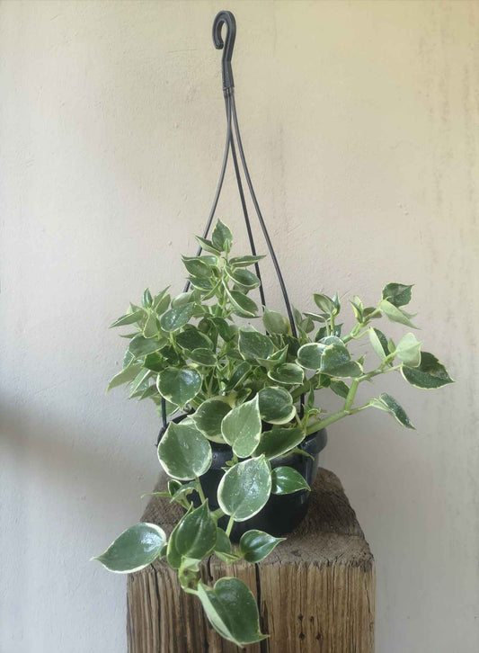 Peperomia Serpens Variegata hanging pot