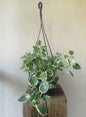 Peperomia Serpens Variegata hanging pot