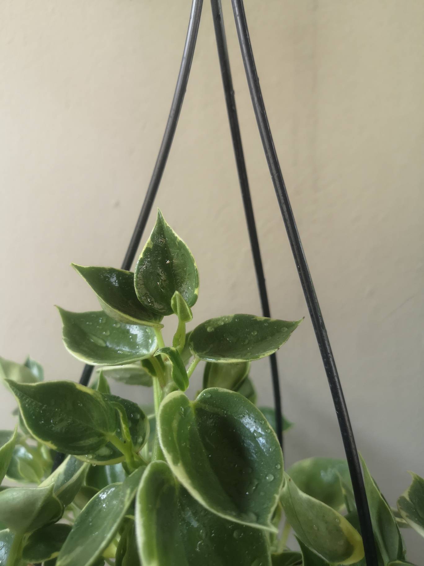 Peperomia Serpens Variegata hanging pot