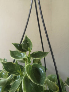 Peperomia Sepens Variegata hanging pot