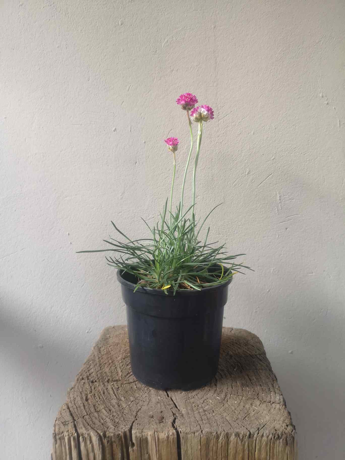 Armeria Maritima