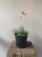 Load image into Gallery viewer, Armeria Maritima
