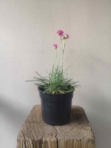 Armeria Maritima