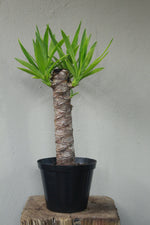 Load image into Gallery viewer, Yucca Cane
